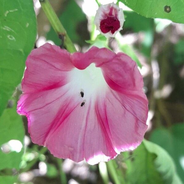 Ipomoea purpurea Kvet