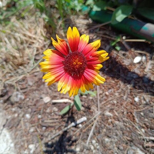 Gaillardia pulchella Kwiat