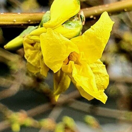 Forsythia viridissima 花