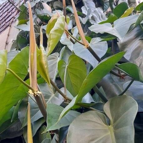 Philodendron hederaceum অভ্যাস