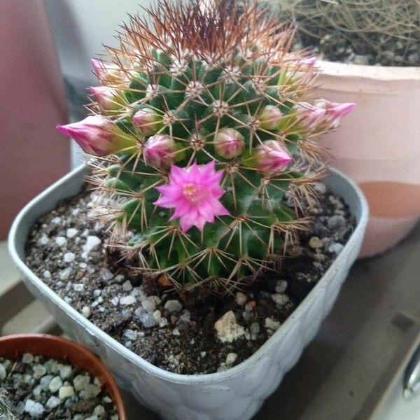 Mammillaria backebergiana Frunză