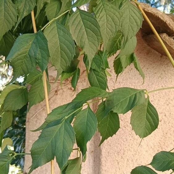 Campsis radicans Foglia