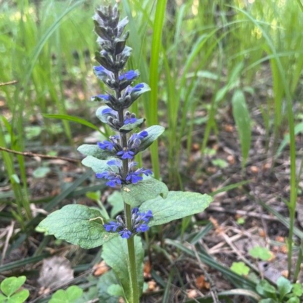 Ajuga genevensis Цветок