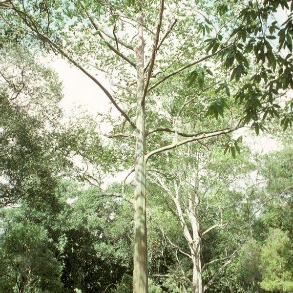 Eucalyptus oraria