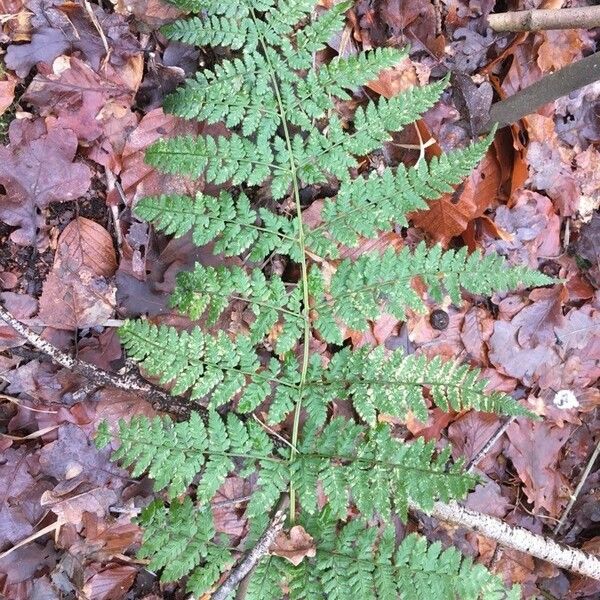 Dryopteris dilatata Hoja