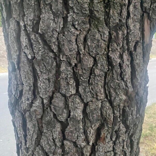 Pinus radiata Bark