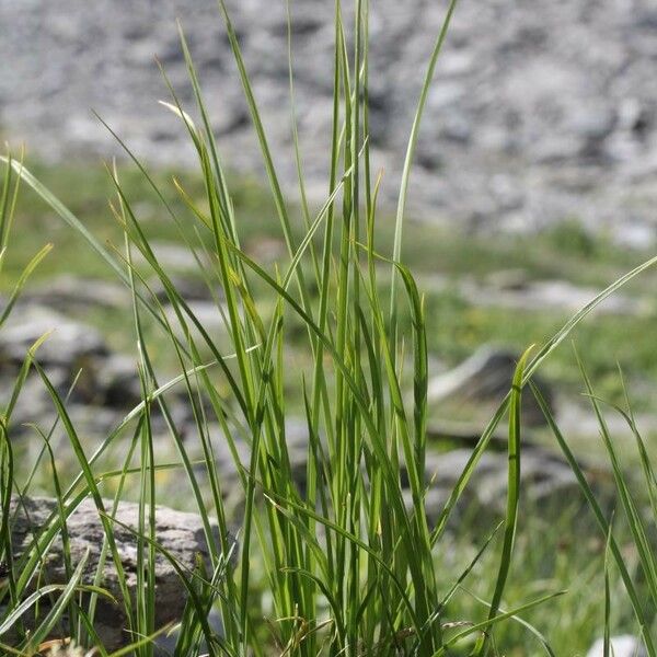 Carex foetida Folla