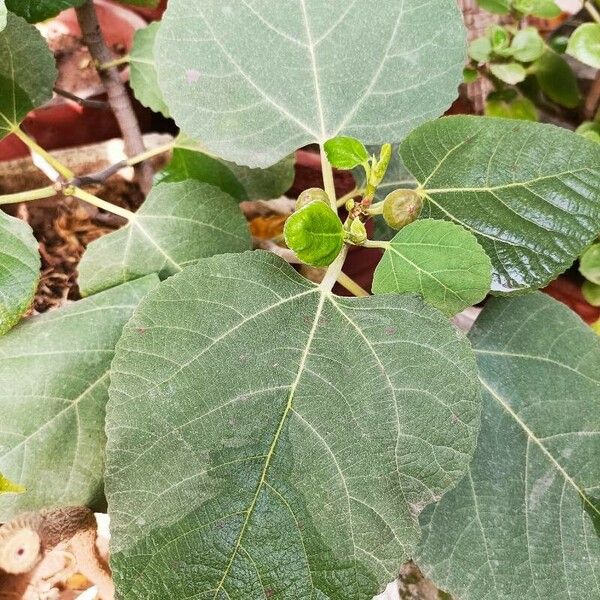 Ficus palmata Blad