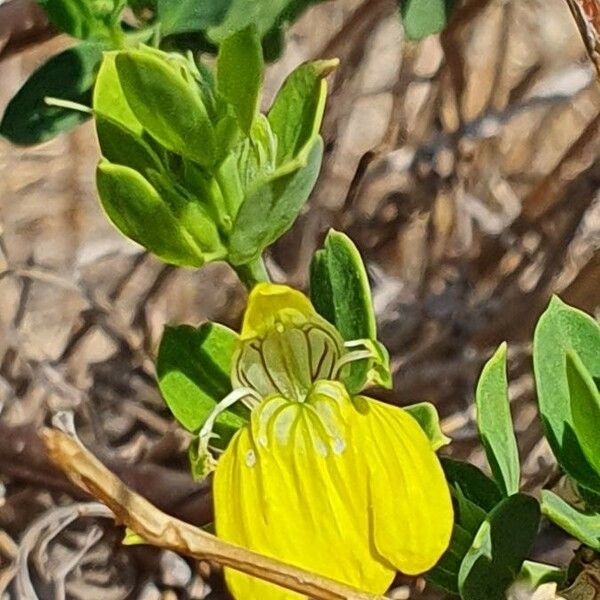 Justicia odora Floare