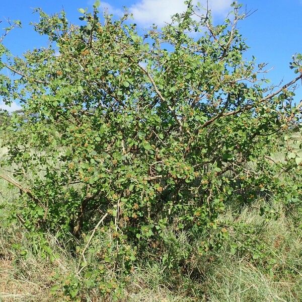 Cordia monoica অভ্যাস