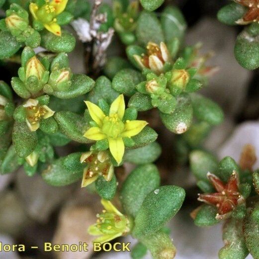 Sedum litoreum Inny