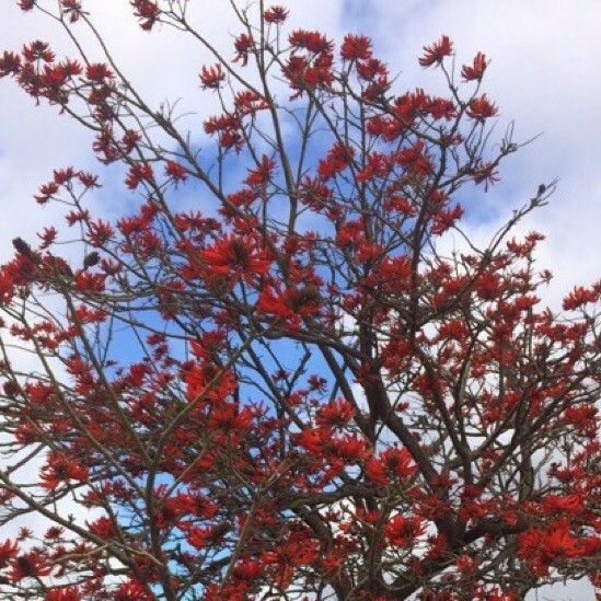 Erythrina lysistemon ফুল