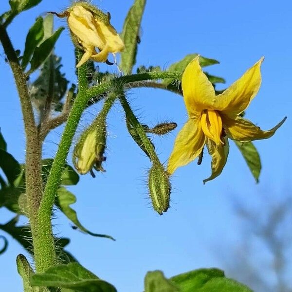 Solanum lycopersicum फूल