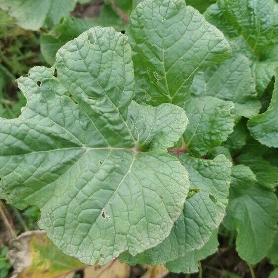 Brassica juncea برگ