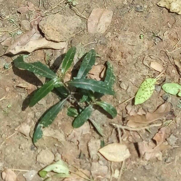 Barleria lupulina 葉