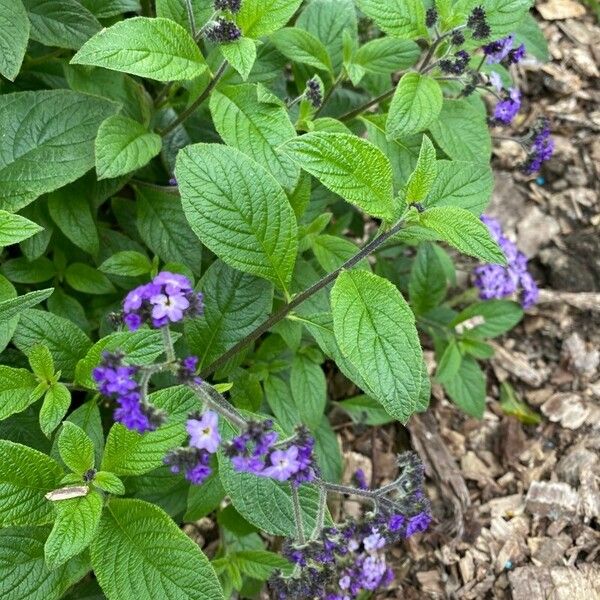 Heliotropium amplexicaule Flower