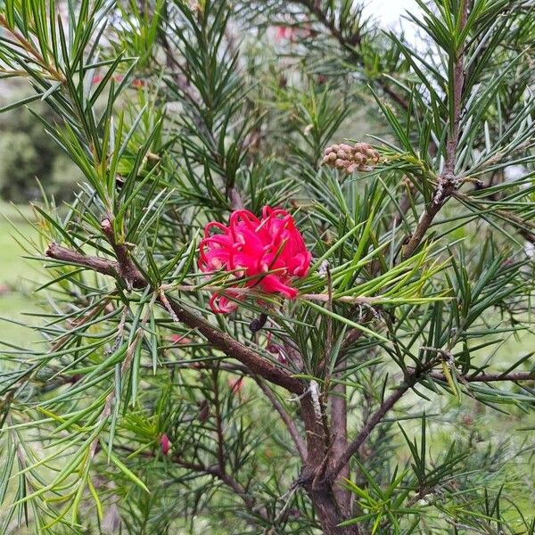 Grevillea rosmarinifolia Blüte