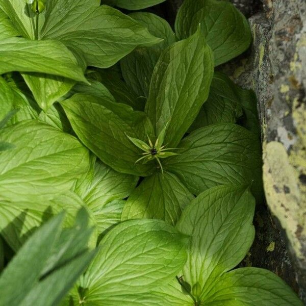 Paris quadrifolia Leaf