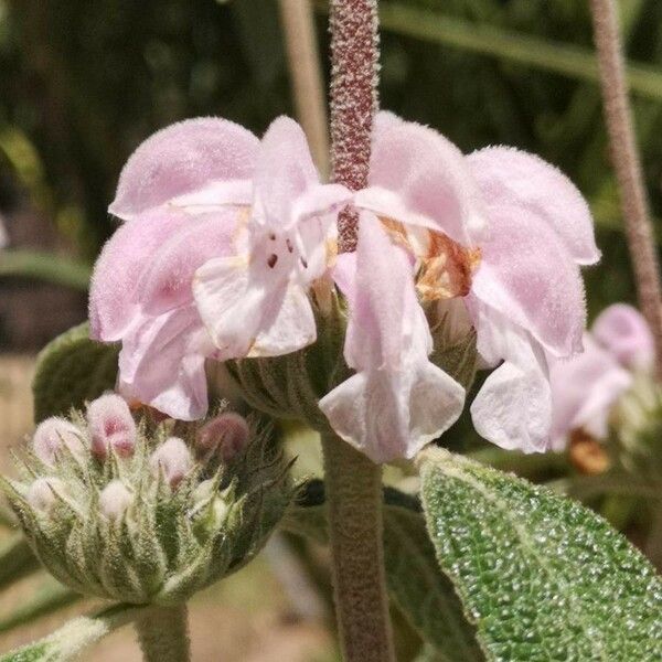 Phlomis purpurea Кветка