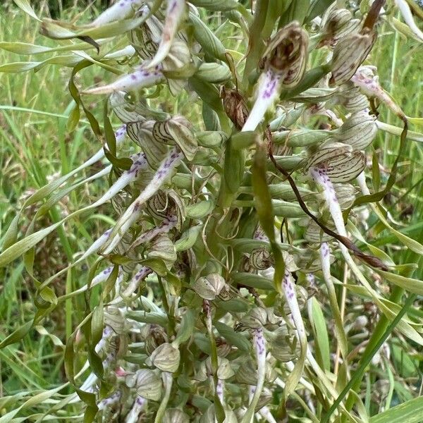 Himantoglossum hircinum Virág