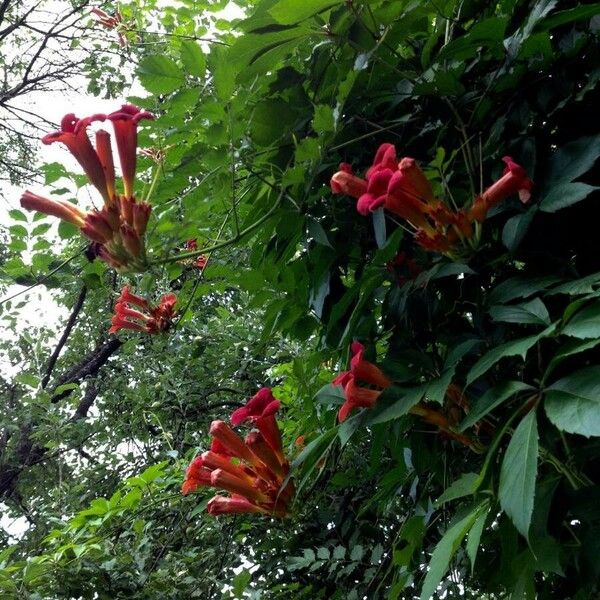 Campsis radicans Habit