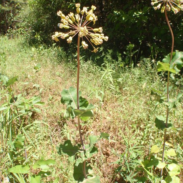 Asclepias amplexicaulis 果實