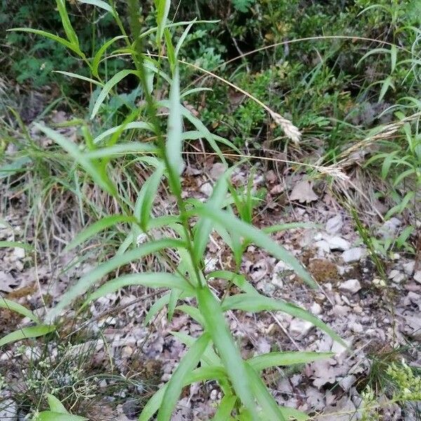 Buphthalmum salicifolium Fuelha