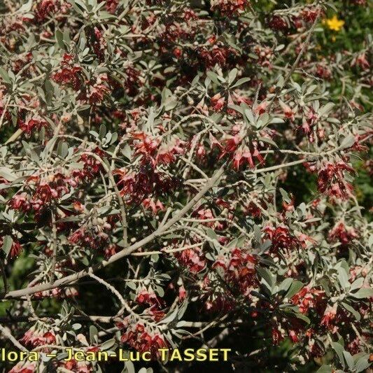 Teucrium heterophyllum Облик