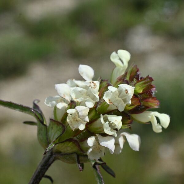 Prunella laciniata फूल