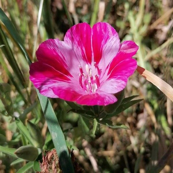 Clarkia amoena Flower