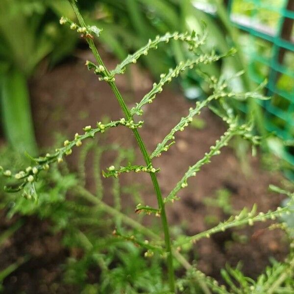 Dryopteris filix-mas फूल