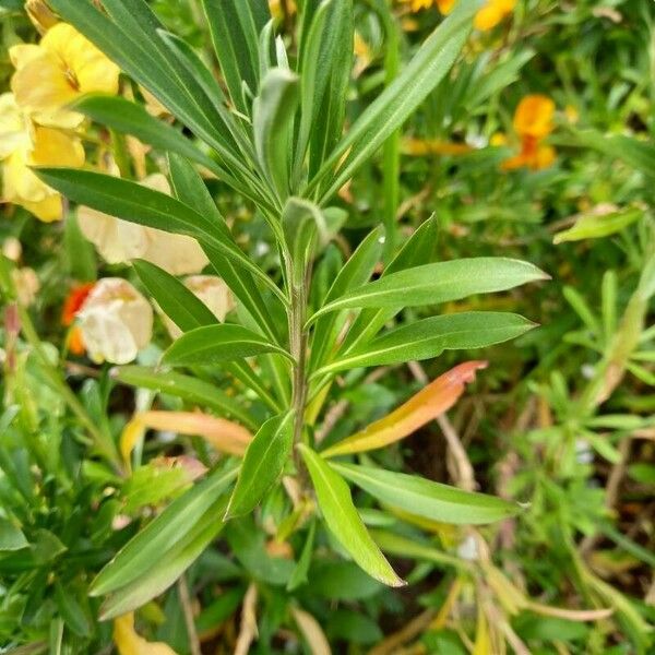 Erysimum × cheiri Leaf