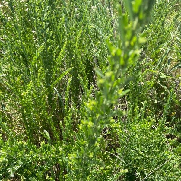 Lespedeza cuneata Folha