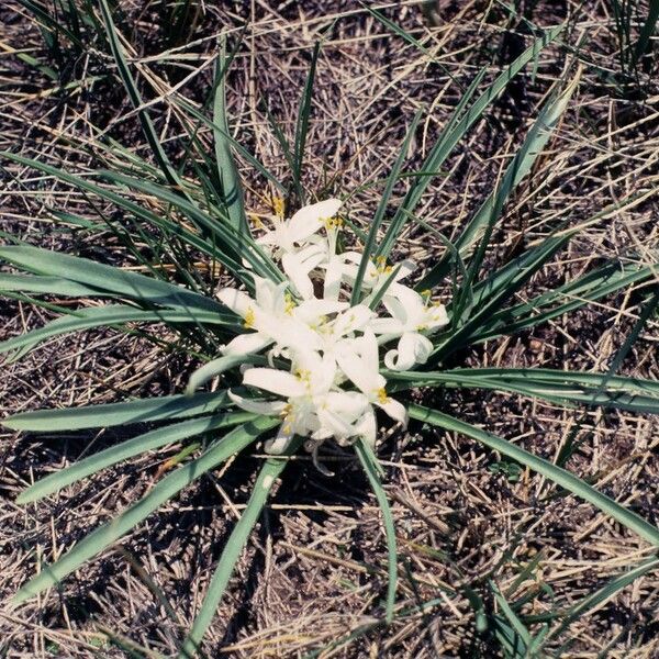 Leucocrinum montanum عادت