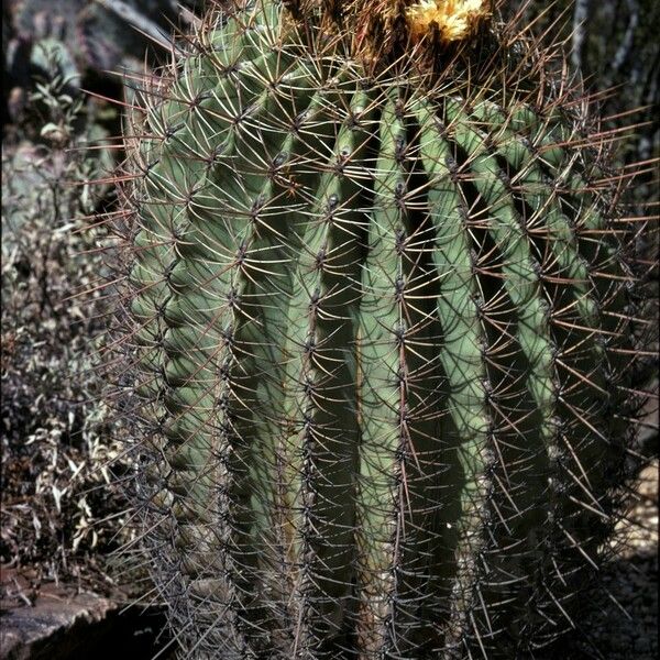 Ferocactus emoryi Кветка