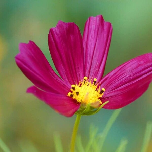 Cosmos bipinnatus Floare