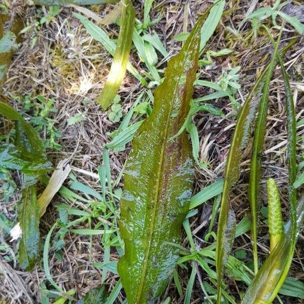 Potamogeton lucens Leaf