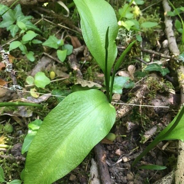 Ophioglossum vulgatum List