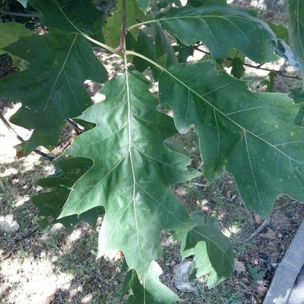 Quercus rubra Liść