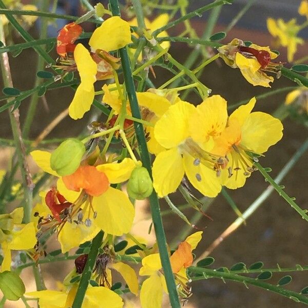 Parkinsonia aculeata Arall