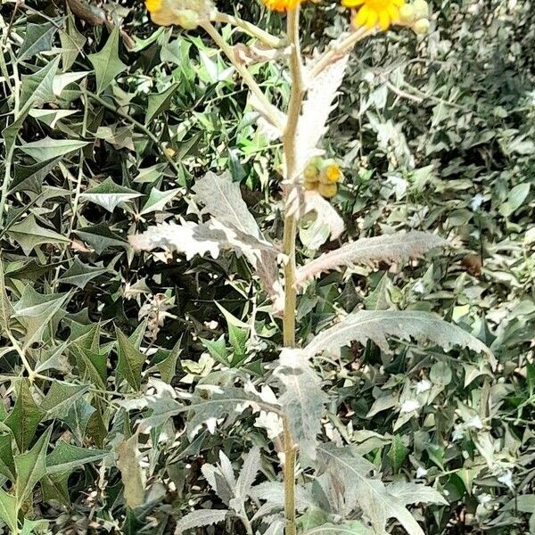 Senecio pterophorus Hábito