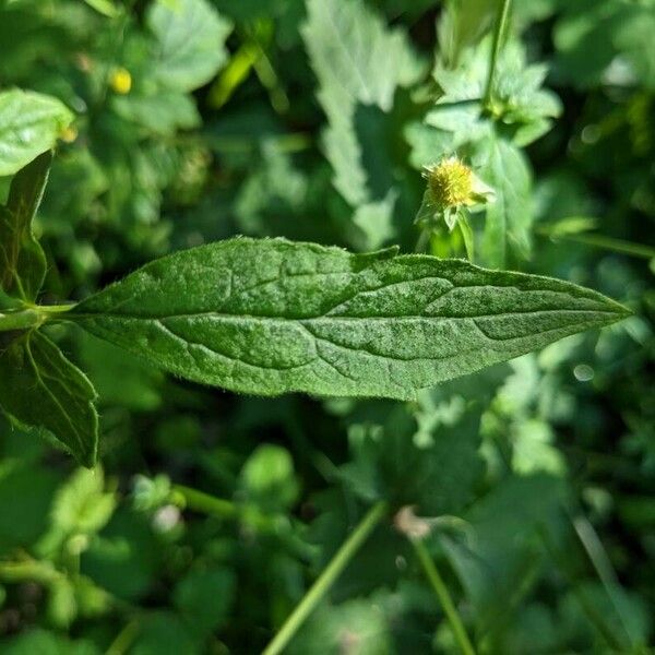 Geum laciniatum পাতা