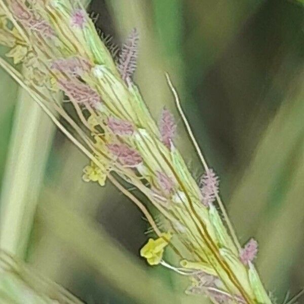 Dichanthium annulatum Квітка