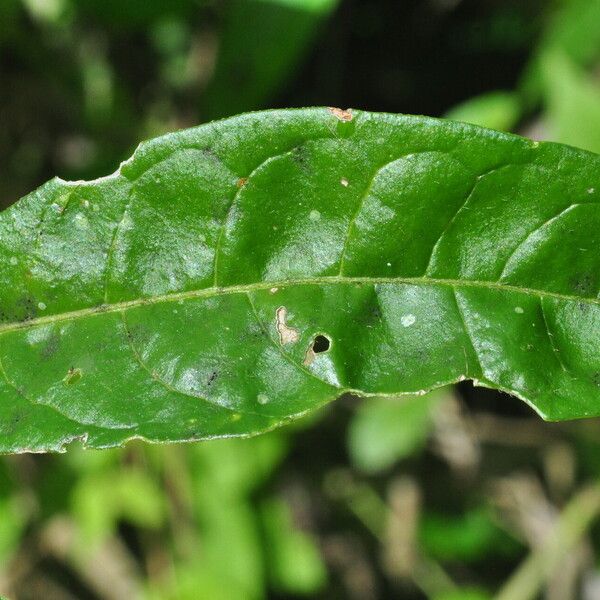 Aegiphila vitelliniflora Fulla