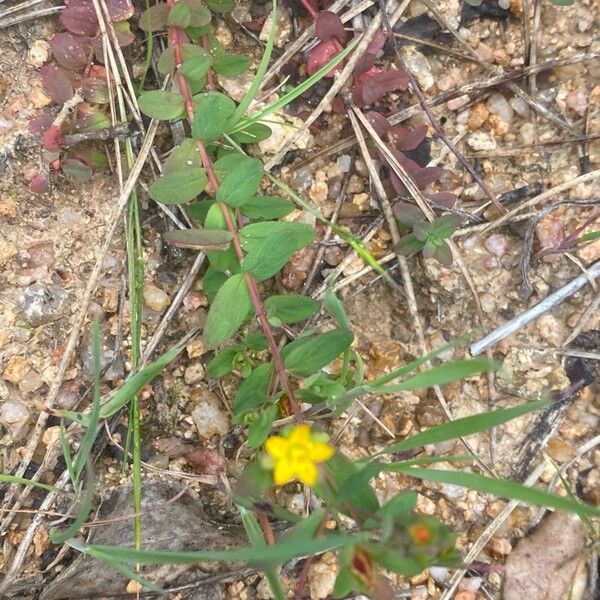 Hypericum humifusum 叶