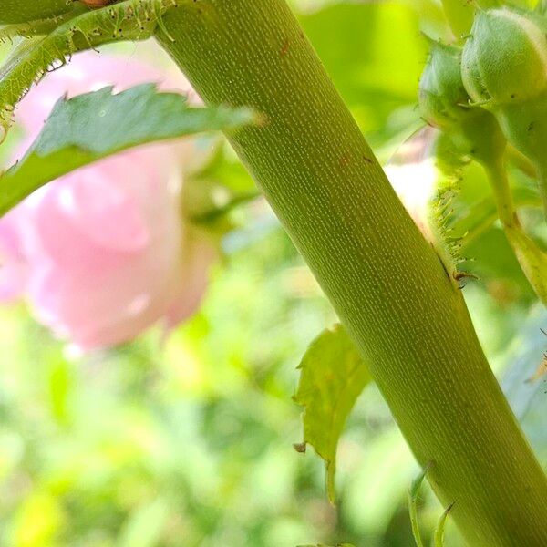 Rosa gallica 樹皮