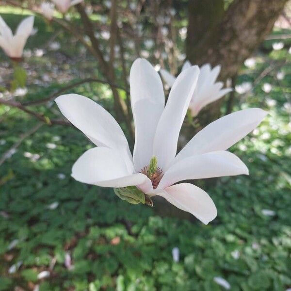 Magnolia salicifolia 花