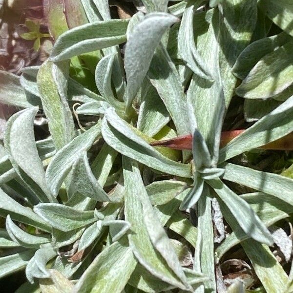 Antennaria dioica Leaf