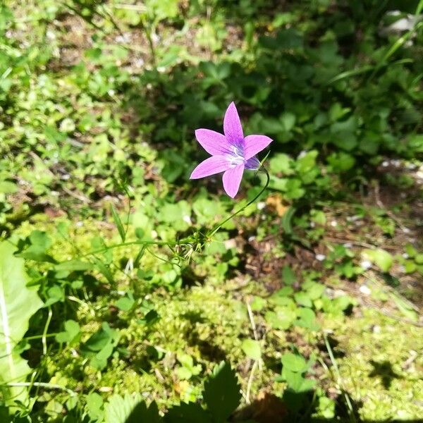 Campanula patula Kwiat