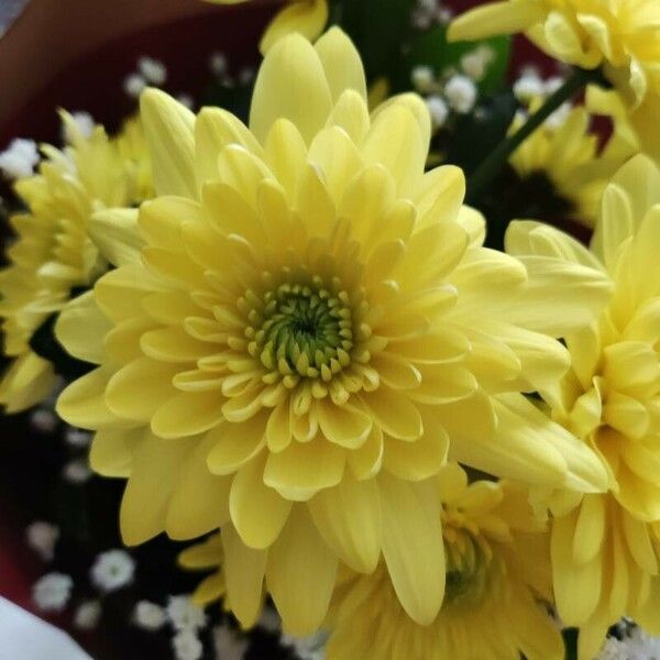 Chrysanthemum indicum Blüte